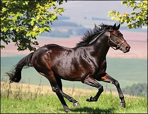 Solksjaer. Image: Summerhill Stud