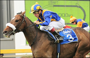 Soul Master, bred by Aldora Stud. Image: sportingpost.co.za