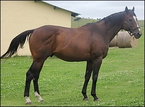 Spanish Harlem - Middlefield Stud