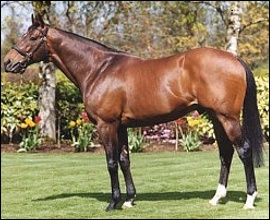 Spectrum - Yellow Star Stud