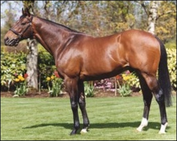 Spectrum - Standing at Yellow Star Stud