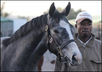 Spirada, by Surging River out of Tsunami at the 2012 KZN Yearling Sale, Backworth Stud. Image: Candiese Marnewick