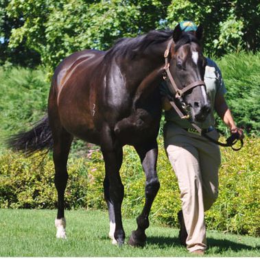 St Petersburg. Image: Summerhill Stud