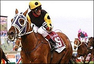 Strategic News - Rathmor Stud