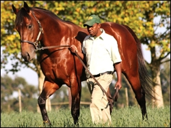 Stronghold. Image: Summerhill Stud