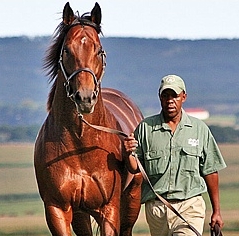Stronghold. Image: Summerhill Stud