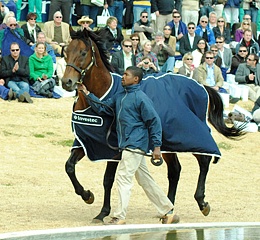 Kahal - Investec Stallion Day