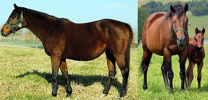 Surfers Eye at Summerhill Stud. Image: Leigh Willson/Summerhill Stud