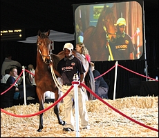 That So Atso in the KZN Yearling sales ring at Suncoast last year. She went out to win on debut, and a first for her sire Atso(USA). Image: Candiese Marnewick/MMVII