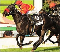 The Apache, Scott Bros. Image: sportingpost.co.za