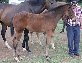 Toreador(IRE) - Bouncer by Black Minnaloushe(USA). Image: Candiese Marnewick