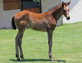 Trippi(USA) - Kali Mist by Rakeen(USA). Image: Candiese Marnewick