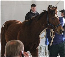 Lot 91, the Trippi colt in the ring. He was the highest price paid for a horse off this sale since 2008, with R425 000. Image: Candiese Marnewick