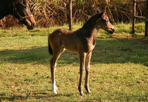 Var colt. Image: Ian Todd