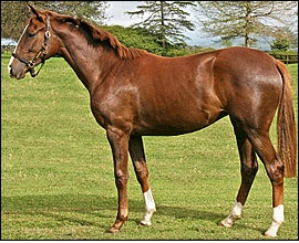 Backworth-bred Varlet, National Yearling Sales 2009. (Photo : Backworth Stud)
