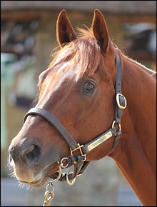 Visionaire at the Investec Summerhill Stallion Day. Image: Candiese Marnewick