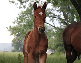 Visionaire(USA) - Dancing Barbie by Mistral Dancer(CAN). Image: Candiese Marnewick