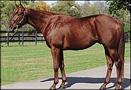 Visionaire - Summerhill Stud
