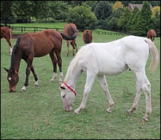 Gran Blanco. Image: Candiese Marnewick/MMVII
