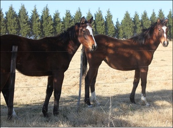 Weanlings