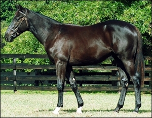 Marino Casino, a son of Stronghold and half-brother to Hear The Drums, bought by Yogas Govender for Sabine Plattner. Image: Summerhill Stud