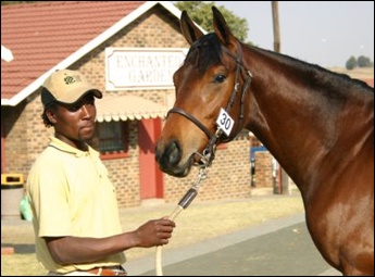 Yearling Sales