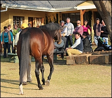 Kildonan on show. Image: Candiese Marnewick