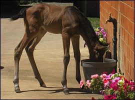 www.yellowstarstud.co.za