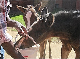 www.yellowstarstud.co.za