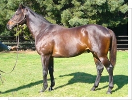 Redoute's Promise