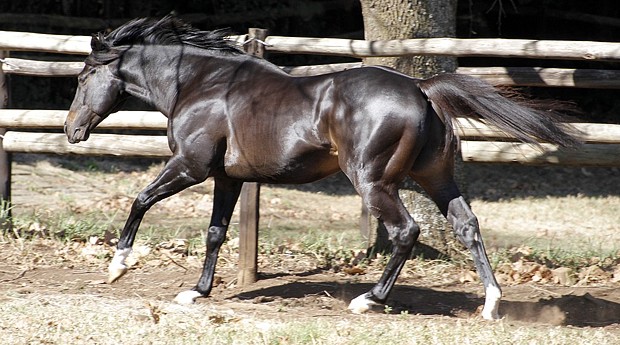 Noble Tune. Image: Candiese Marnewick