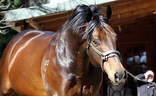 Curved Ball at the 2015 Bush Hill Stud Stallion Day. Photo: Candiese Marnewick