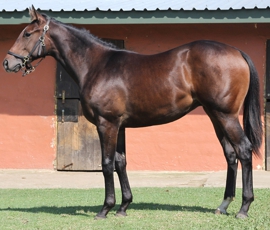 Lot 412 Aramouse on offer at the National Yearling Sale from Bush Hill Stud - a full-brother to Gr2 winner The Mouseketeer. Image: John Lewis