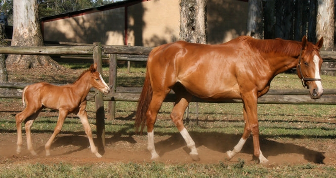 Golden Sword - Car Park Queen by Zamindar. Image: Ian Todd