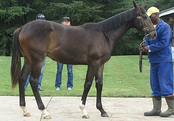 Image: Yellow Star Stud