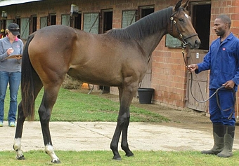 Image: Yellow Star Stud