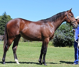 Just Positive by Just As Well, sold to Des Egdes for R200 000. Image: Spring Valley Stud