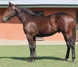 Bush Hill Stud's Oracle Kingdom sells for R200 000, the first from sire King's Chapel. Image: John Lewis