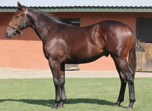 Lot 240 Oracle Kingdom. Image: John Lewis